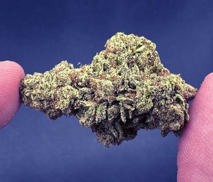 Buy Alien Cookies Cannabis Strain